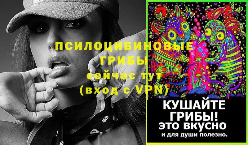 Псилоцибиновые грибы Psilocybe  Чишмы 